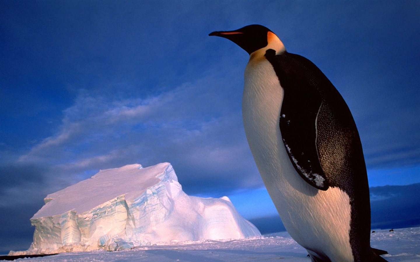 ペンギン写真の壁紙 #12 - 1440x900