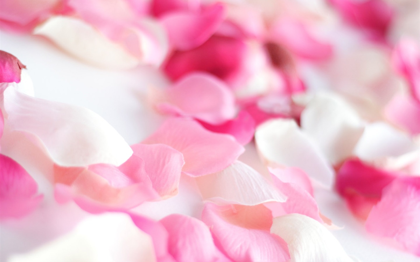 Rose Foto tapety (2) #5 - 1440x900