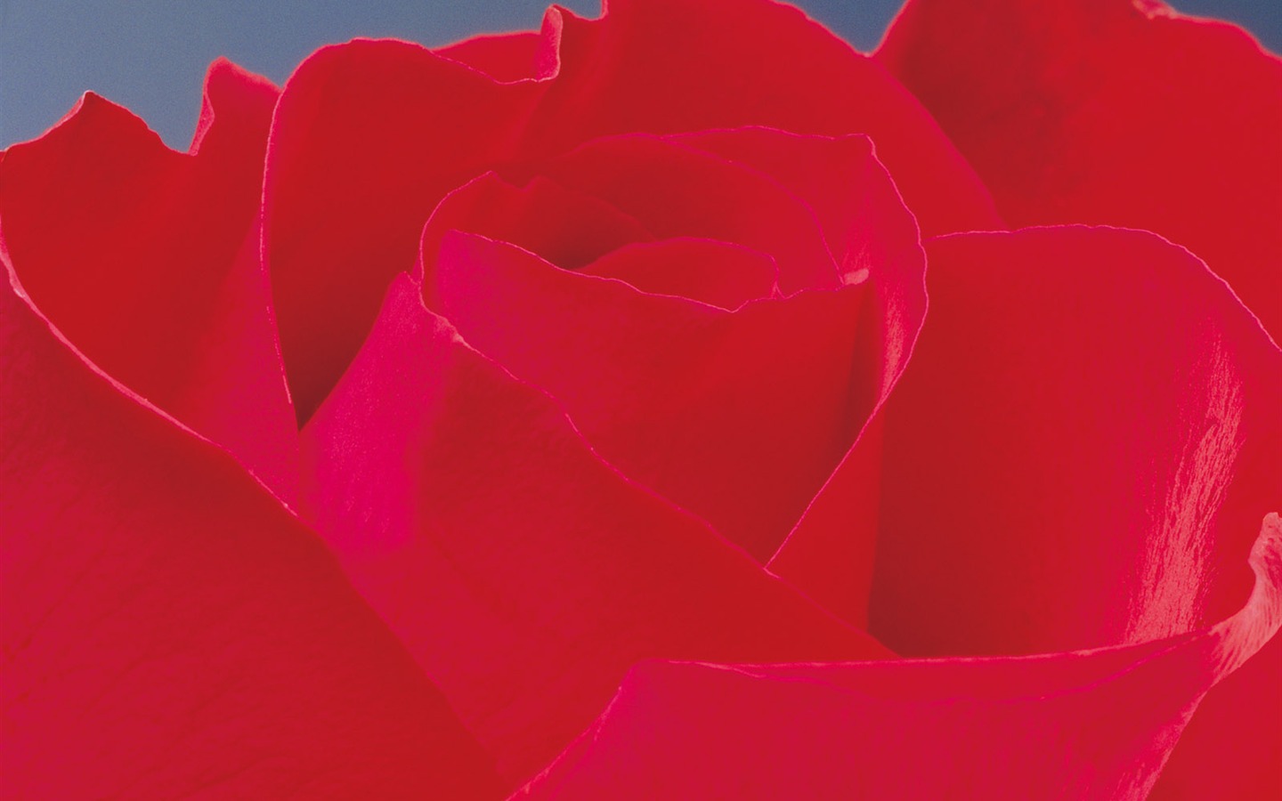 玫瑰写真 壁纸(二)9 - 1440x900