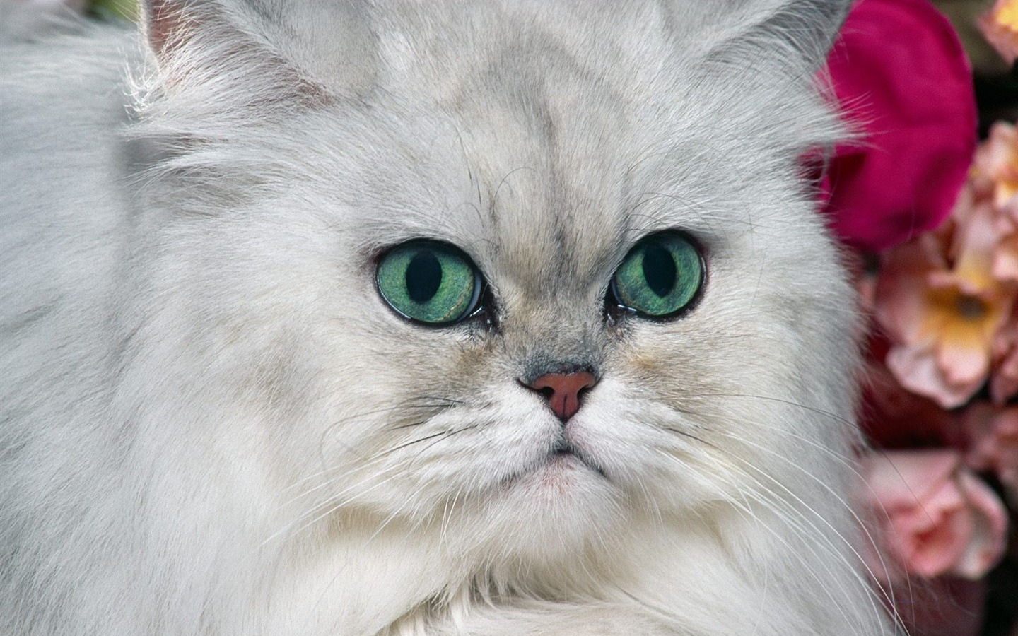 1600 Cat Foto tapety (1) #12 - 1440x900