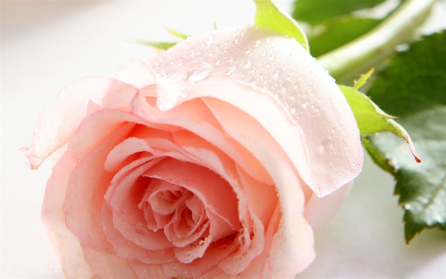 Large Rose Photo Wallpaper (1) #1 - 1440x900