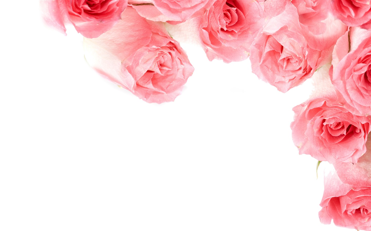 Grand Rose Fond d'écran Photo (1) #8 - 1440x900