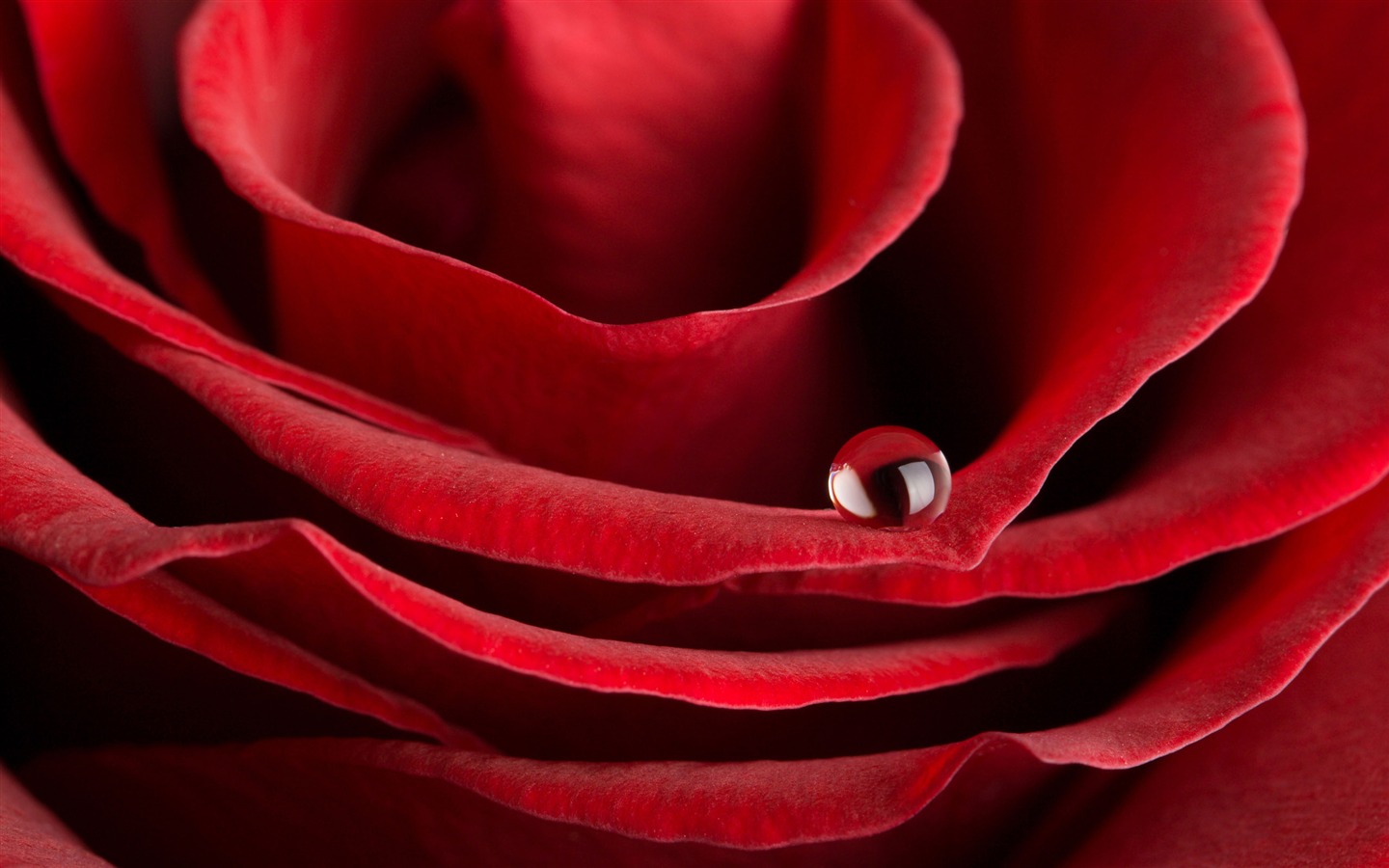 Large Rose Photo Wallpaper (1) #17 - 1440x900