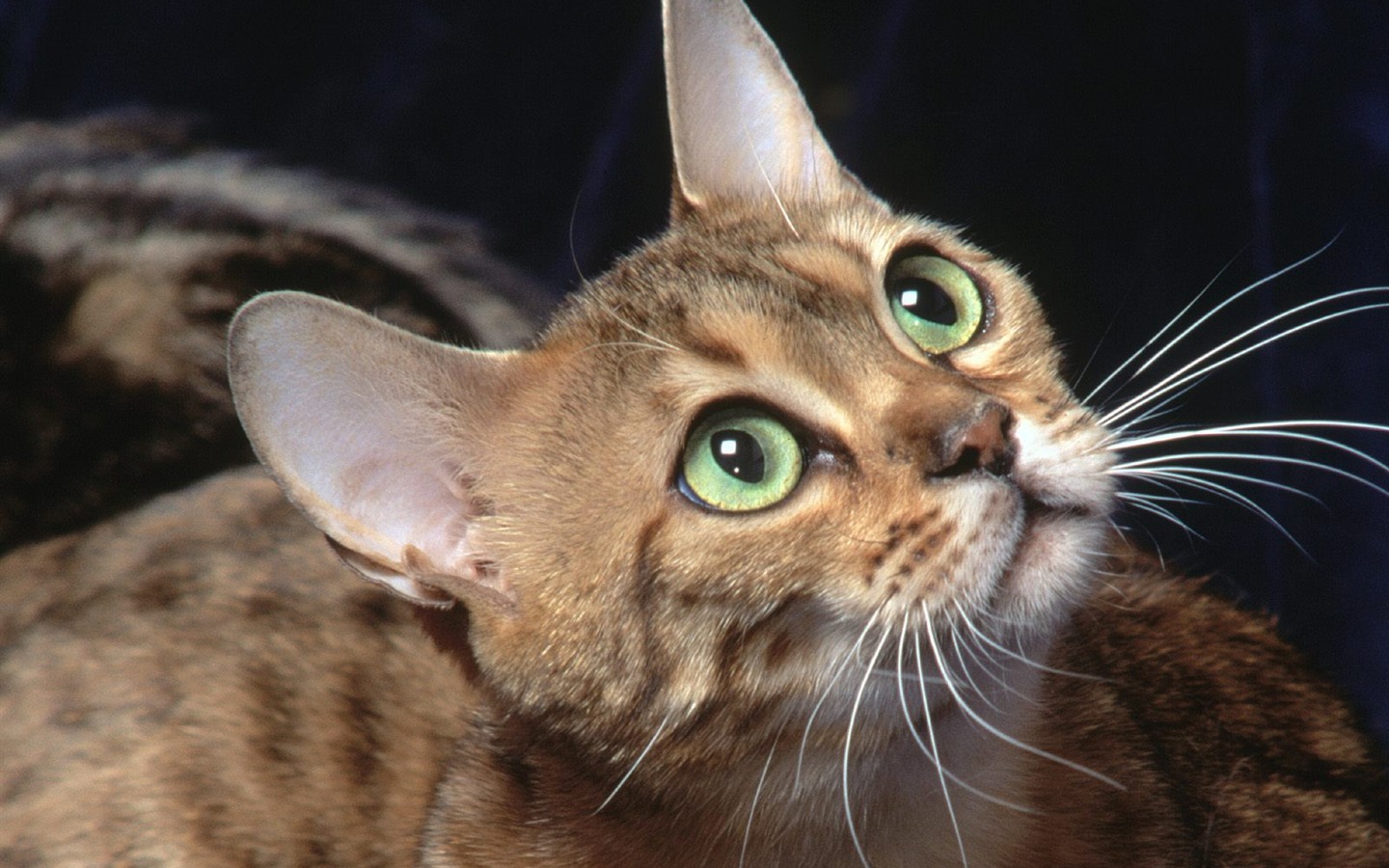 1600 Cat Photo Wallpaper (2) #15 - 1440x900