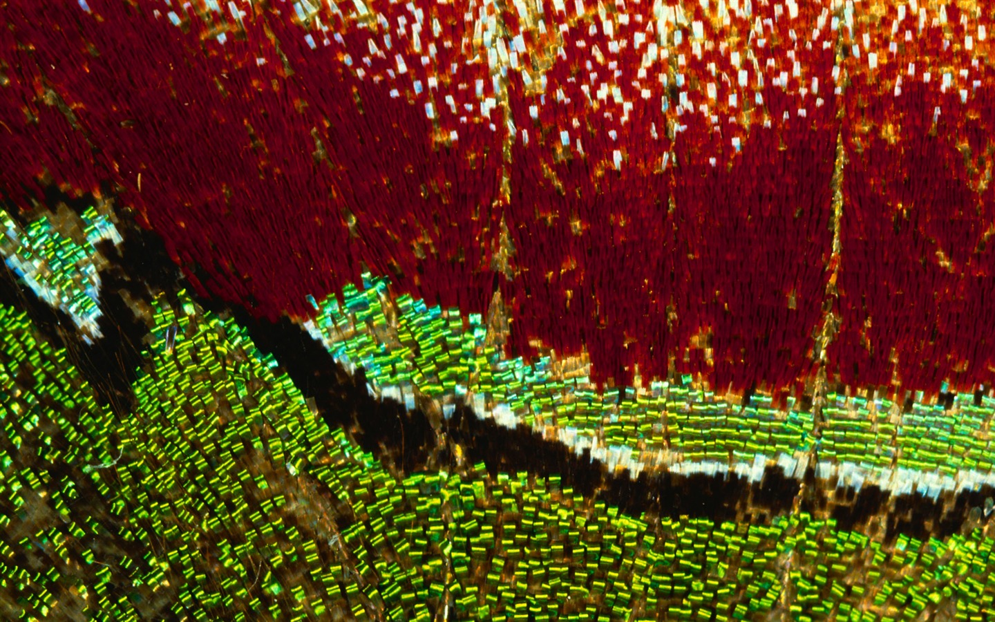 barevné peří křídla close-up tapety (1) #8 - 1440x900