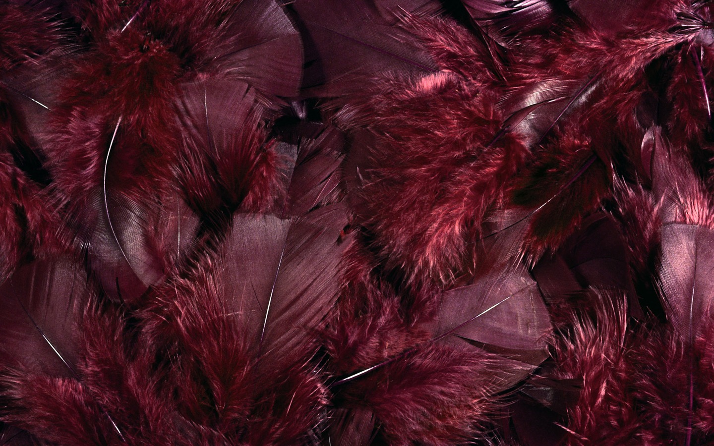 Colorful feather wings close-up wallpaper (1) #10 - 1440x900