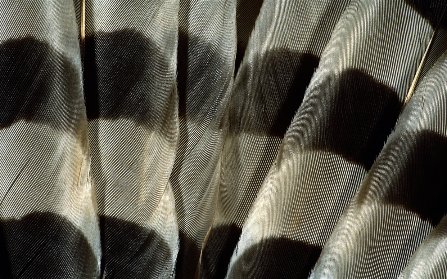 barevné peří křídla close-up tapety (1) #17 - 1440x900
