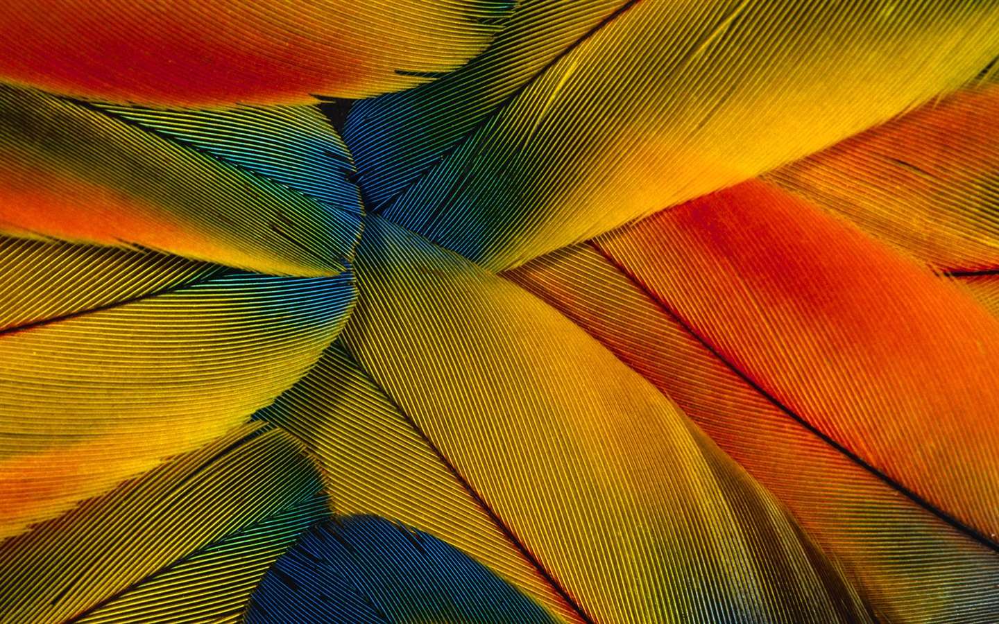 barevné peří křídla close-up tapety (1) #19 - 1440x900