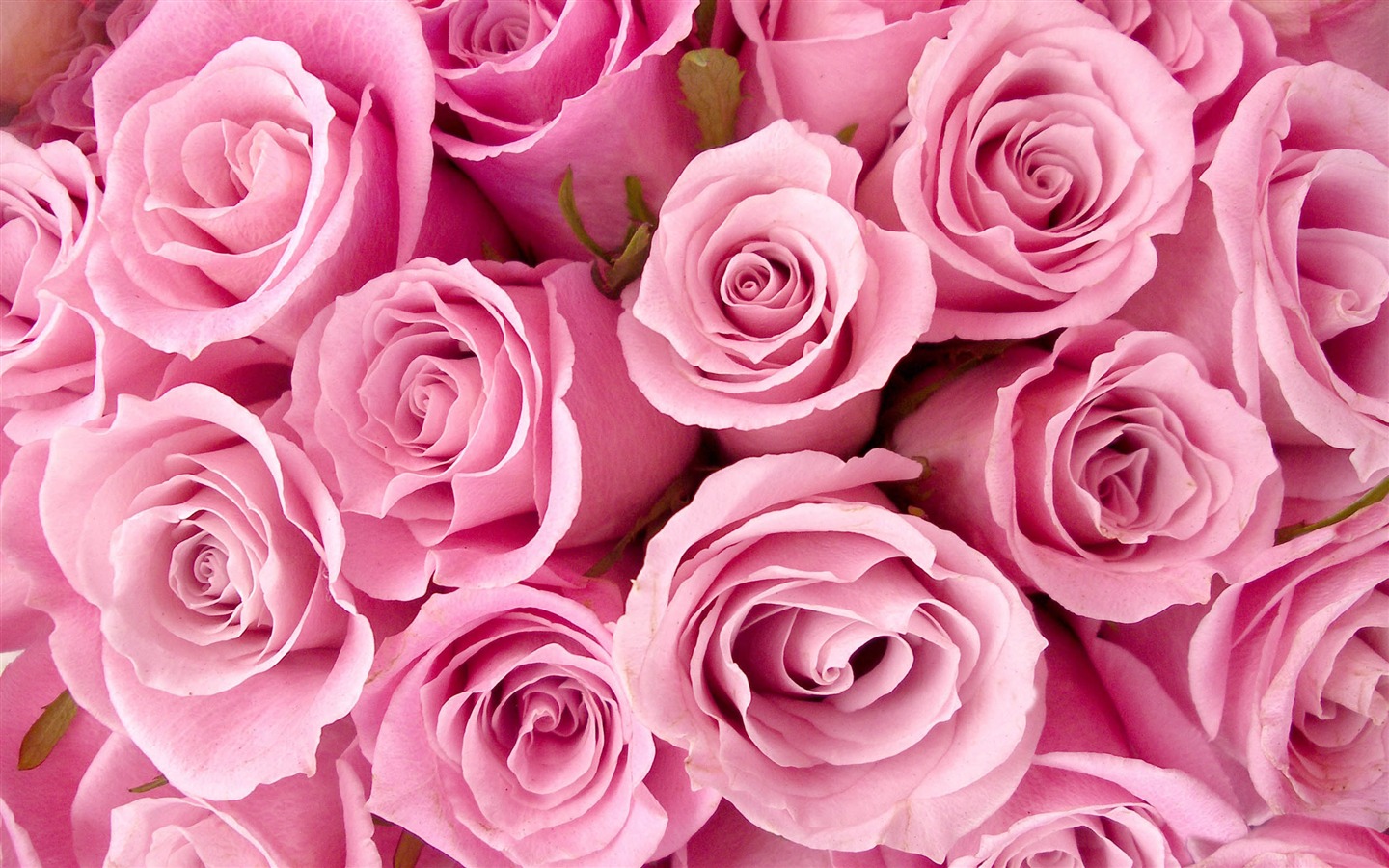 Large Rose Photo Wallpaper (2) #4 - 1440x900