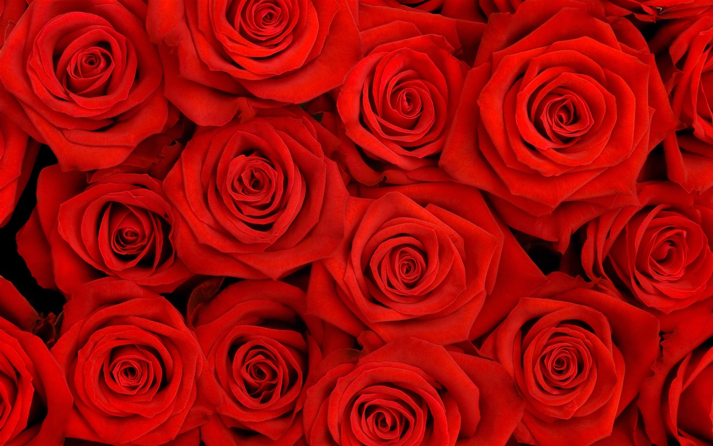 Large Rose Photo Wallpaper (2) #16 - 1440x900