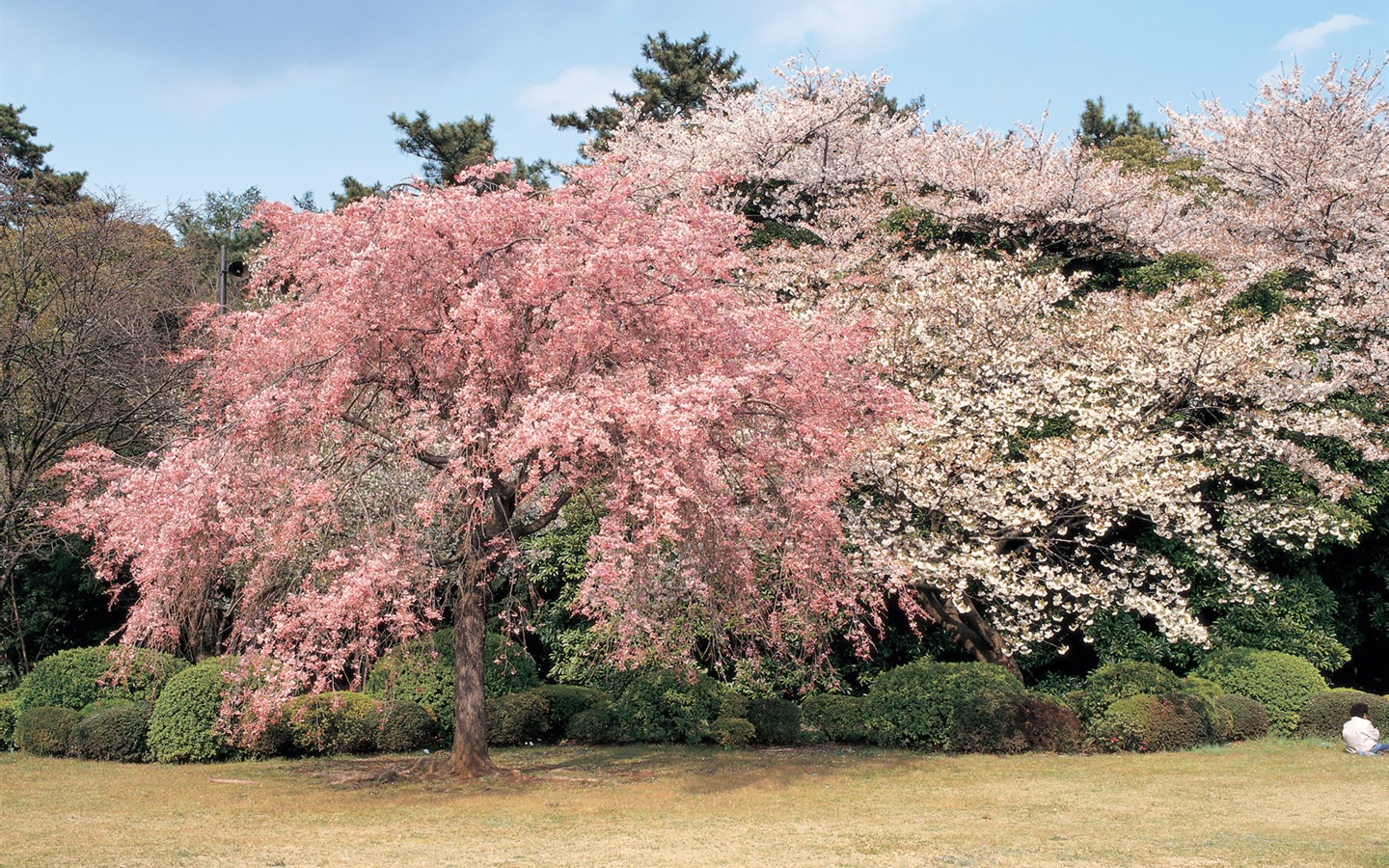 Korea Natural Beauty