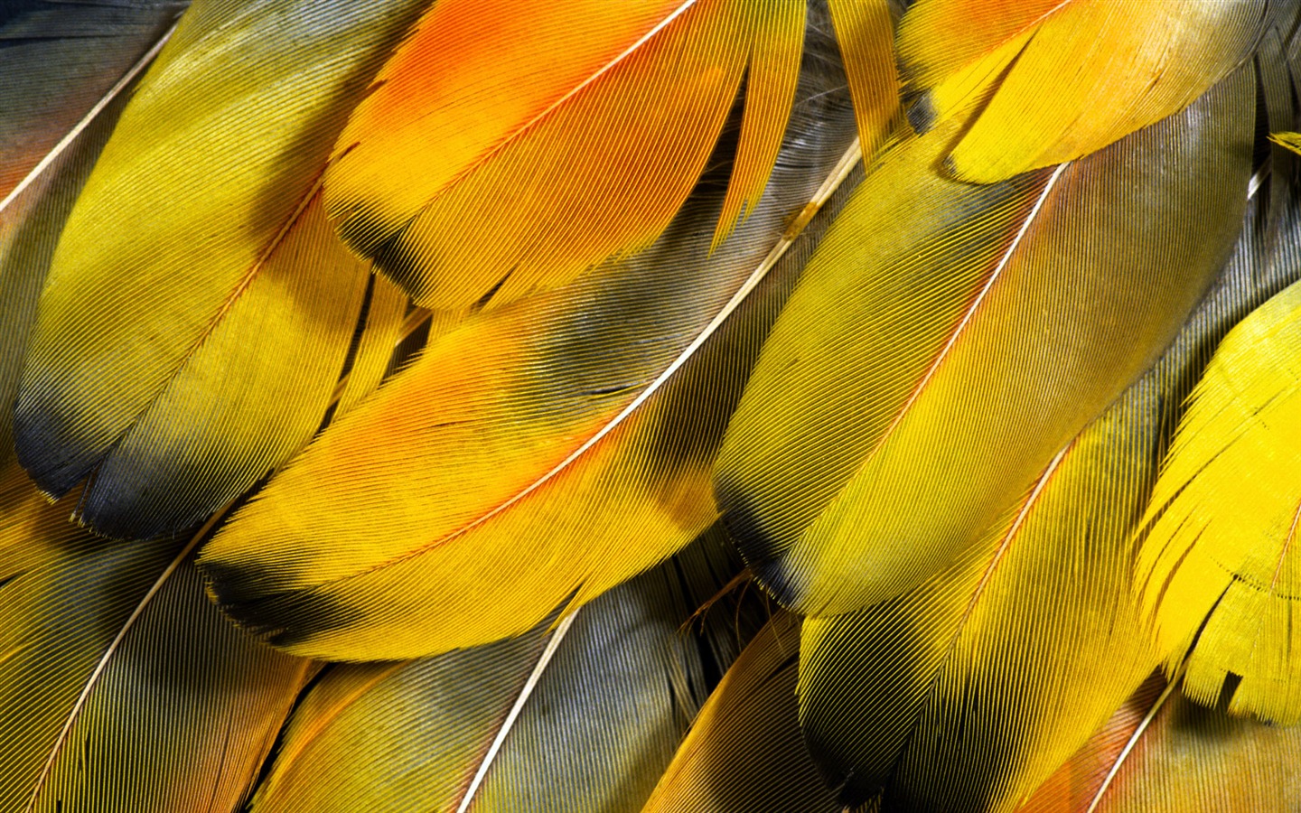 Colorful feather wings close-up wallpaper (2) #2 - 1440x900