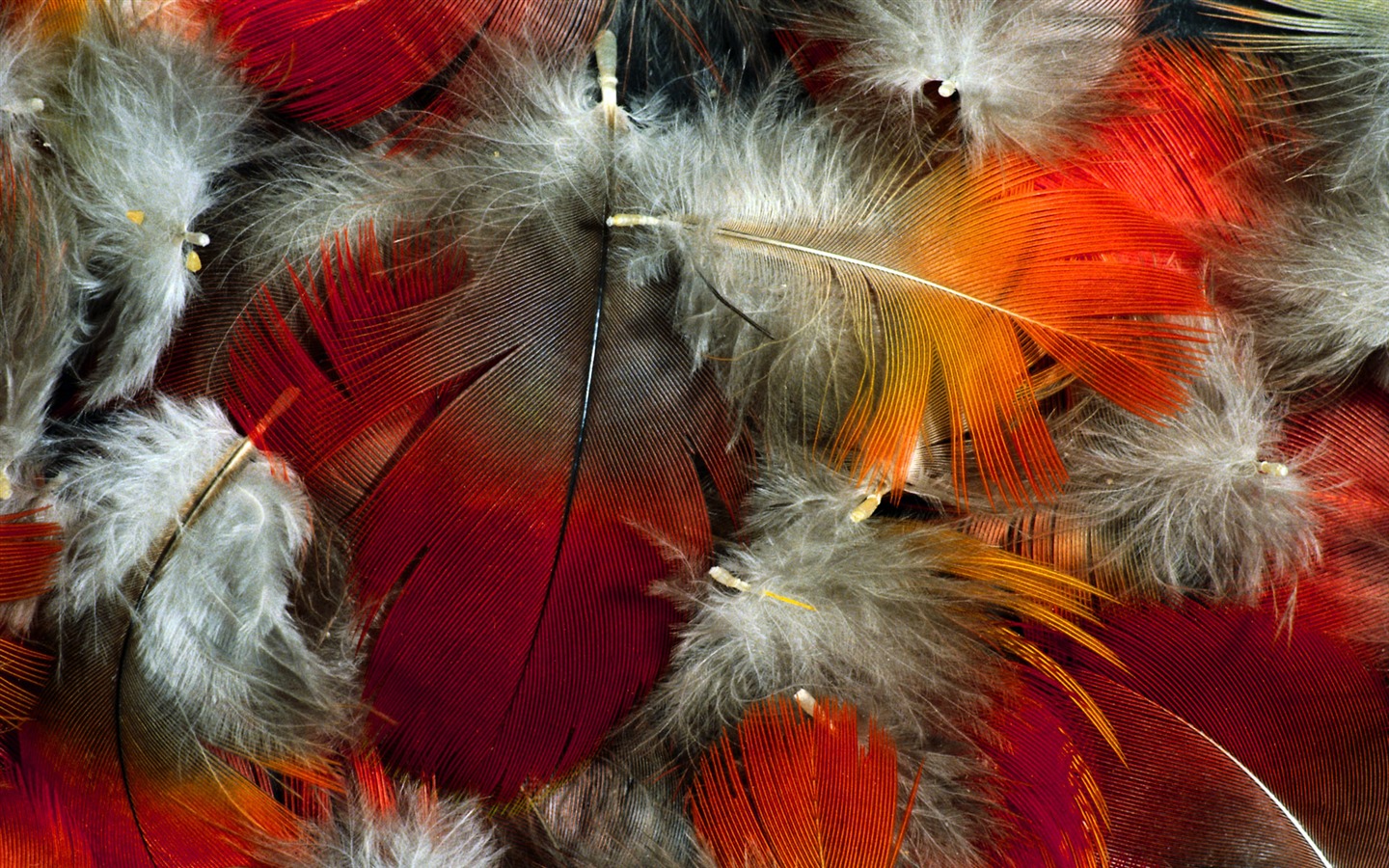 Colorful feather wings close-up wallpaper (2) #5 - 1440x900