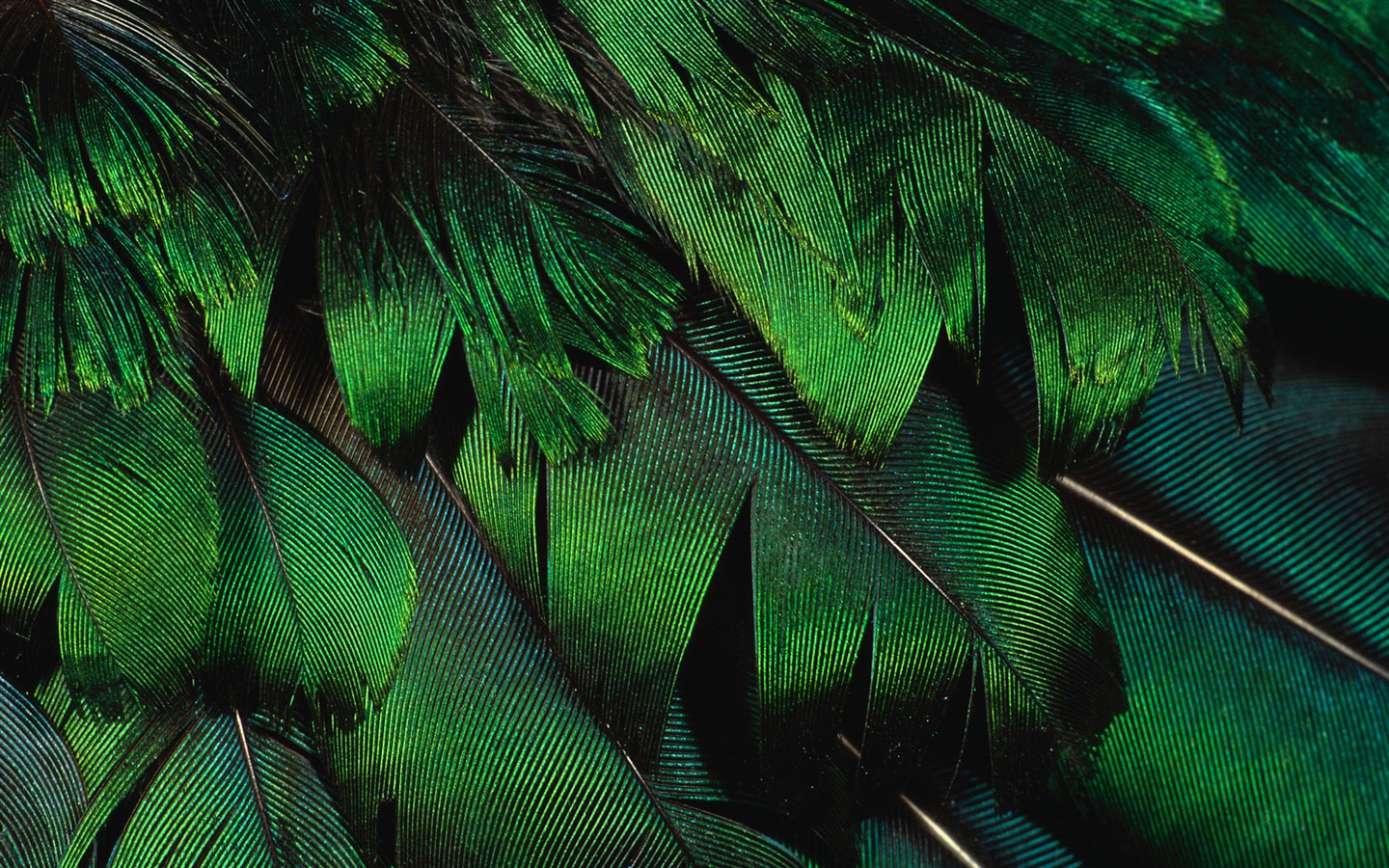 Colorful feather wings close-up wallpaper (2) #9 - 1440x900