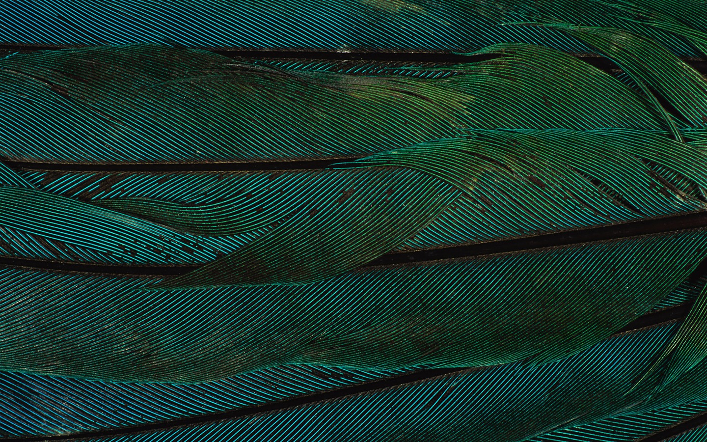 ailes de plumes colorées wallpaper close-up (2) #10 - 1440x900