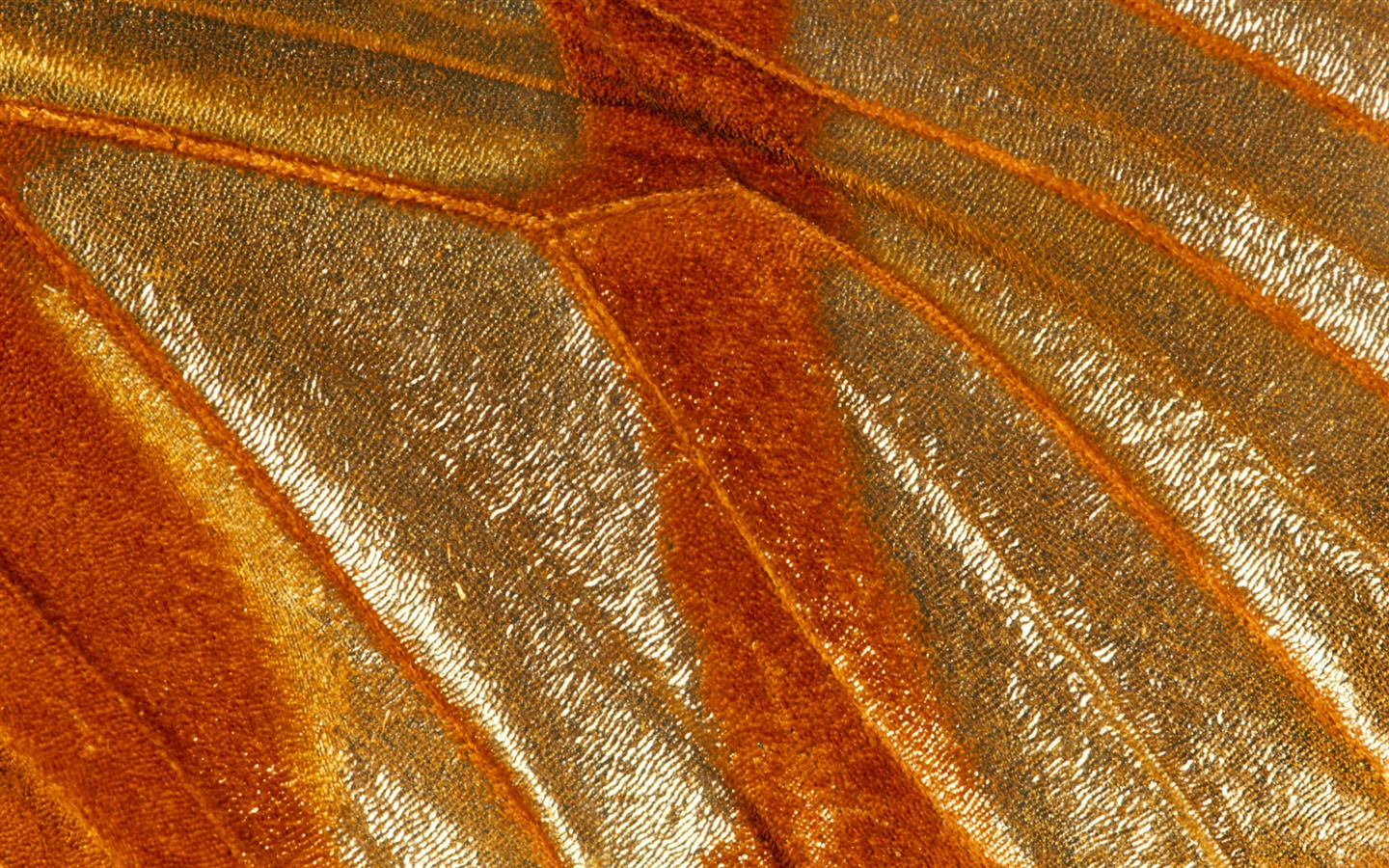 Colorful feather wings close-up wallpaper (2) #11 - 1440x900