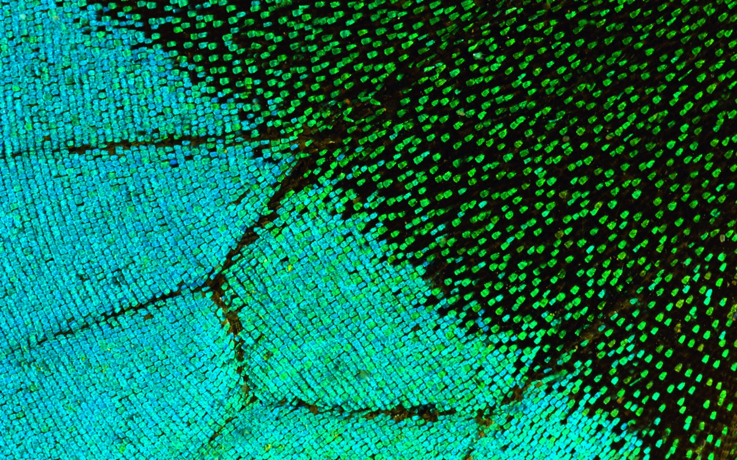 ailes de plumes colorées wallpaper close-up (2) #16 - 1440x900