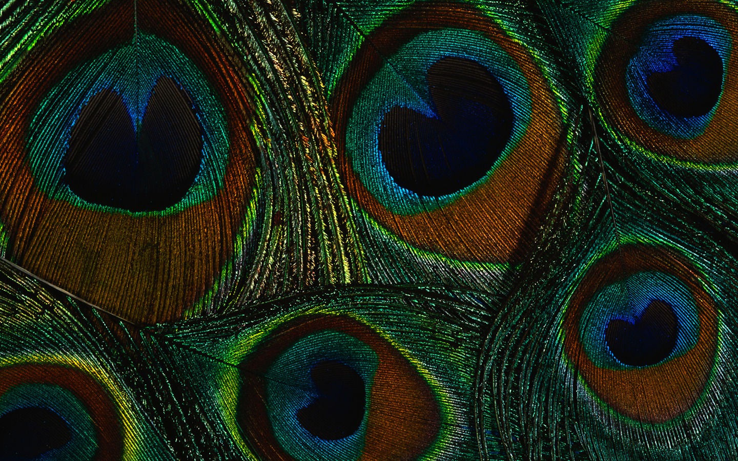 Colorful feather wings close-up wallpaper (2) #20 - 1440x900