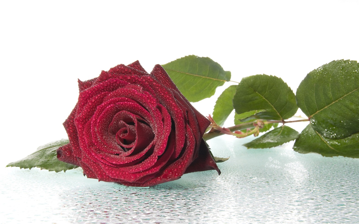 Velké Rose Foto tapety (3) #2 - 1440x900