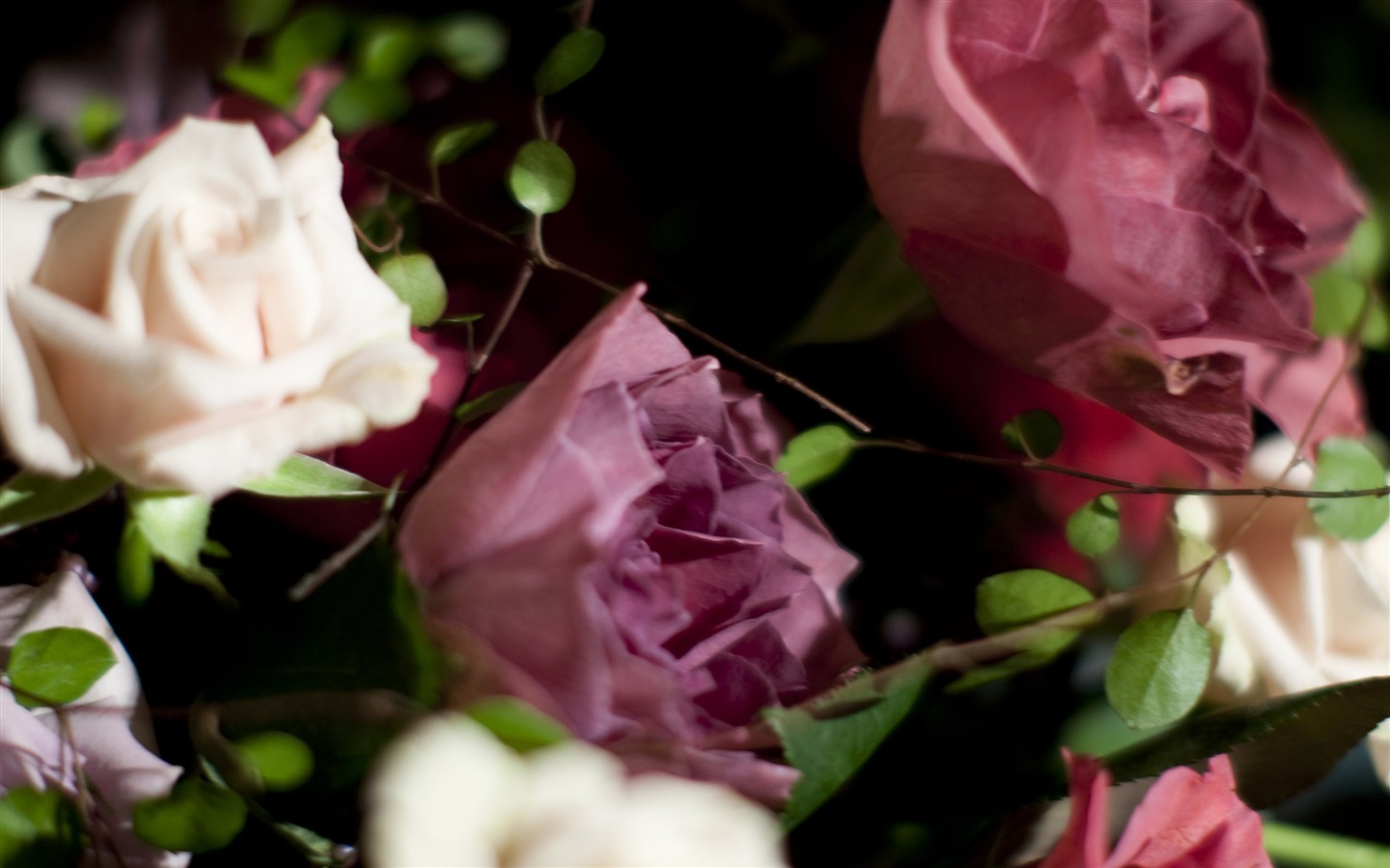 Gran Rose Fondos de Fotografía (3) #16 - 1440x900