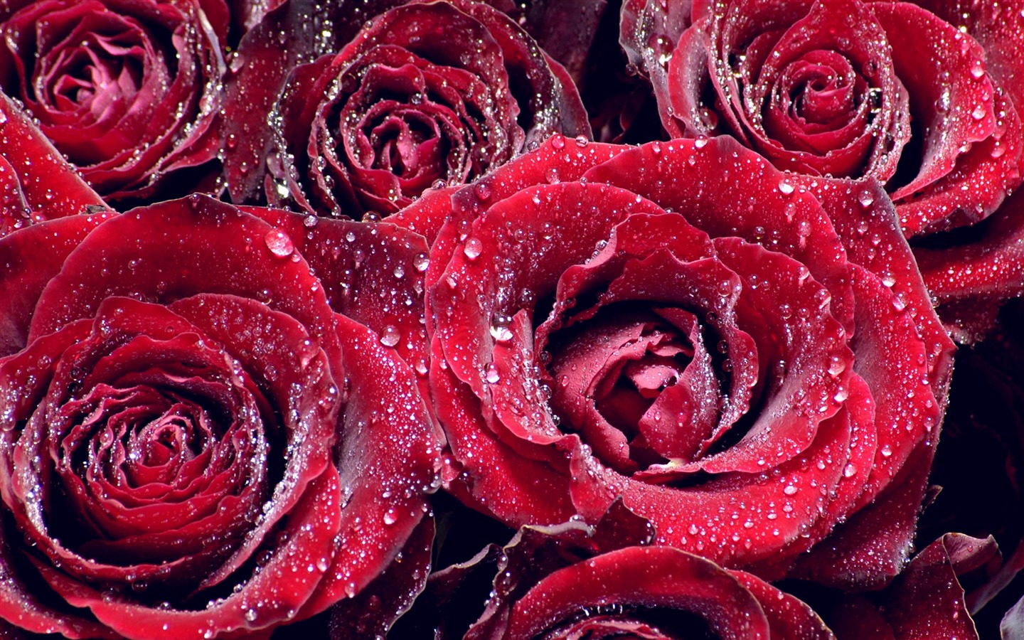 Large Rose Photo Wallpaper (3) #19 - 1440x900
