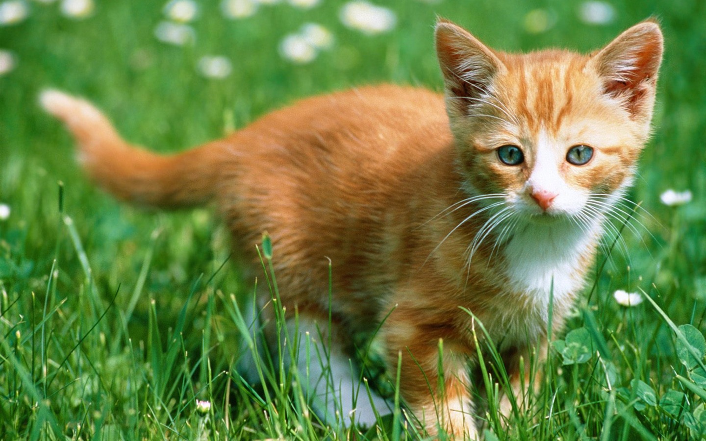 1600 Cat Photo Wallpaper (4) #1 - 1440x900