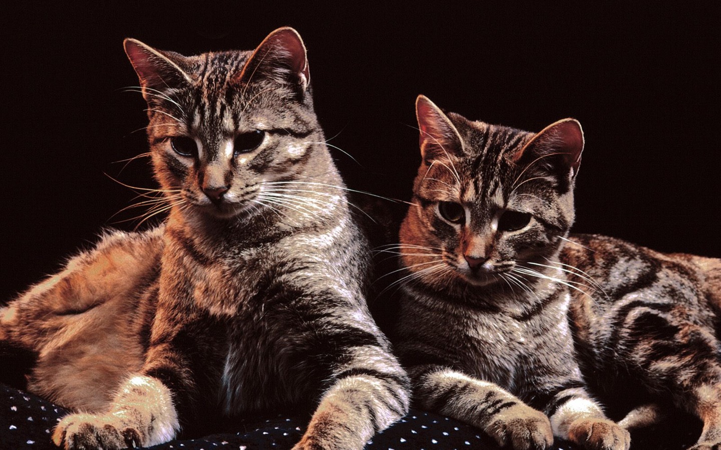 1600 Cat Photo Wallpaper (4) #20 - 1440x900