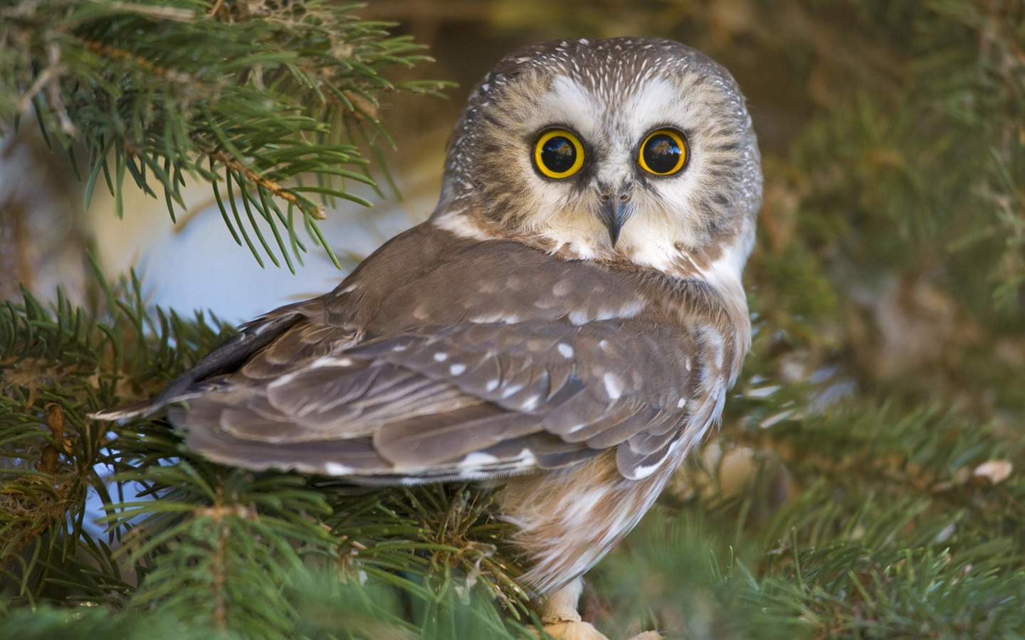 Animal Widescreen Wallpapers Collection (3) #11 - 1440x900