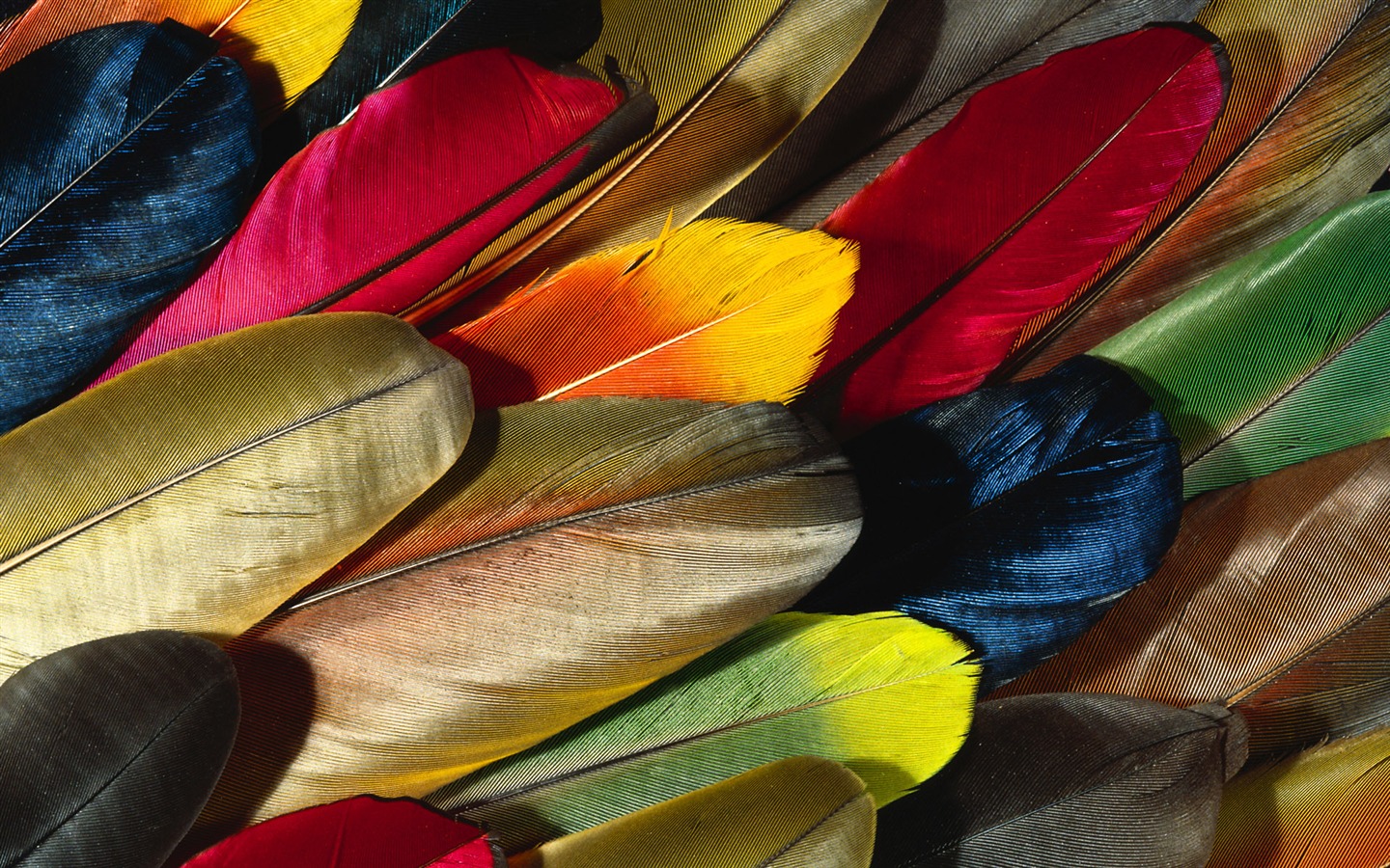 Colorful feather wings close-up wallpaper (2) #1 - 1440x900