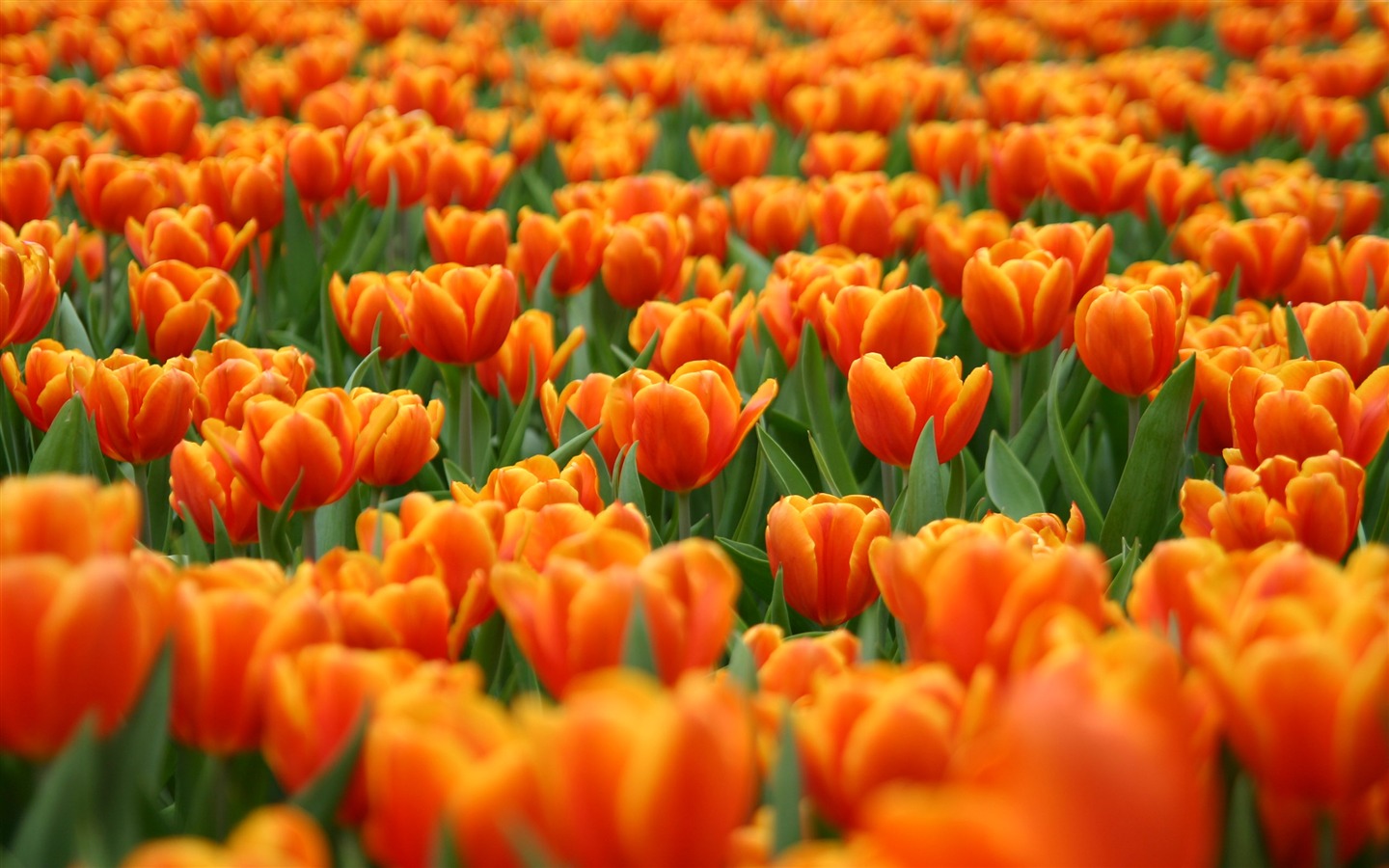 Large tulip wallpaper (1) #11 - 1440x900