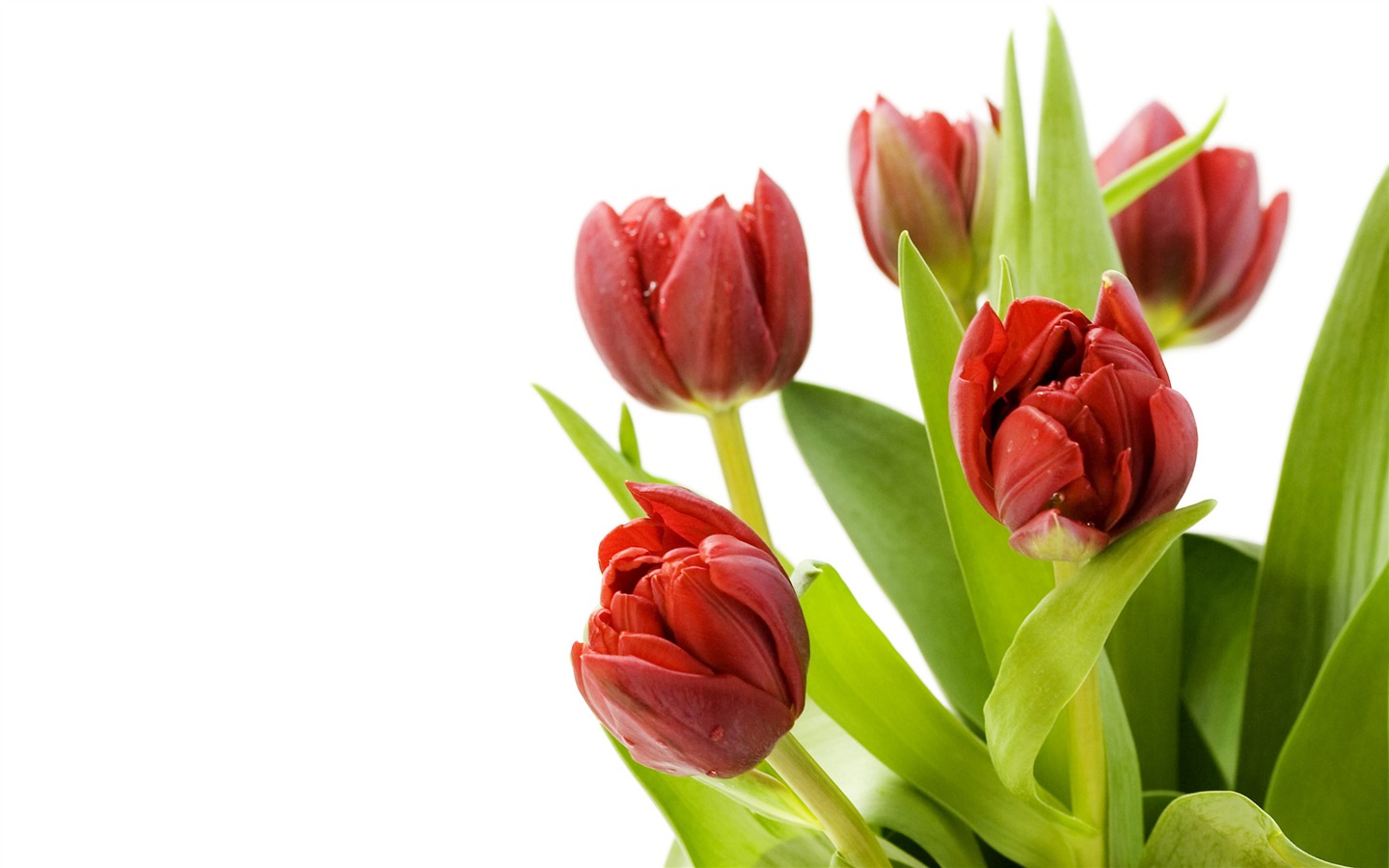 Large tulip wallpaper (1) #14 - 1440x900