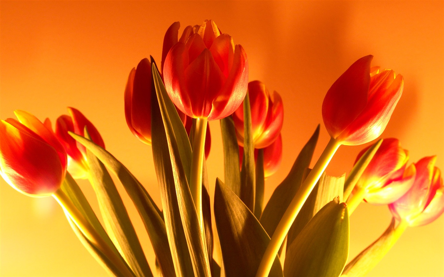 Large tulip wallpaper (1) #20 - 1440x900