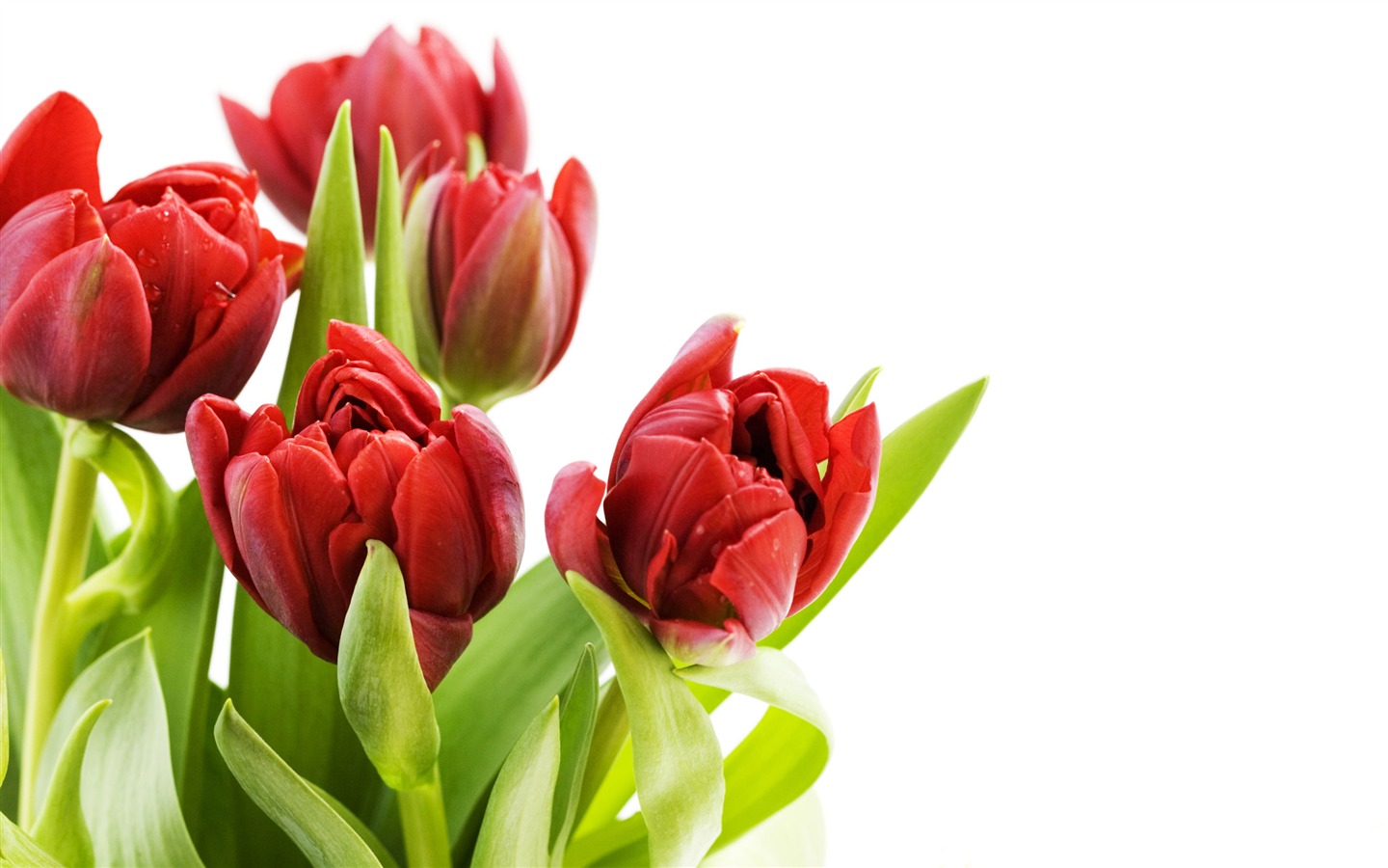 Large tulip wallpaper (2) #3 - 1440x900