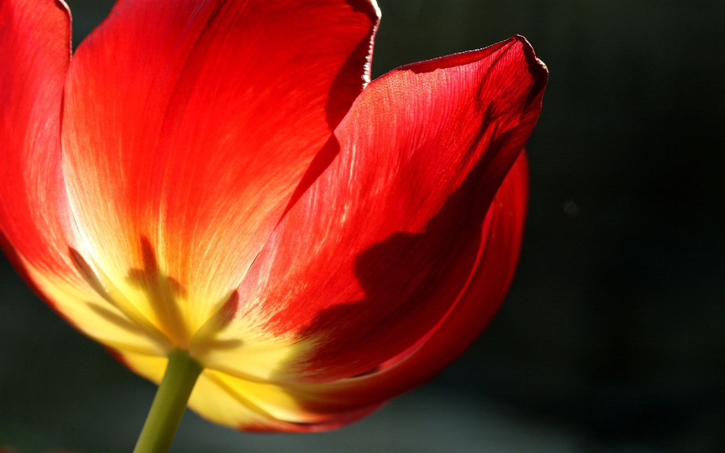 Large tulip wallpaper (2) #11 - 1440x900