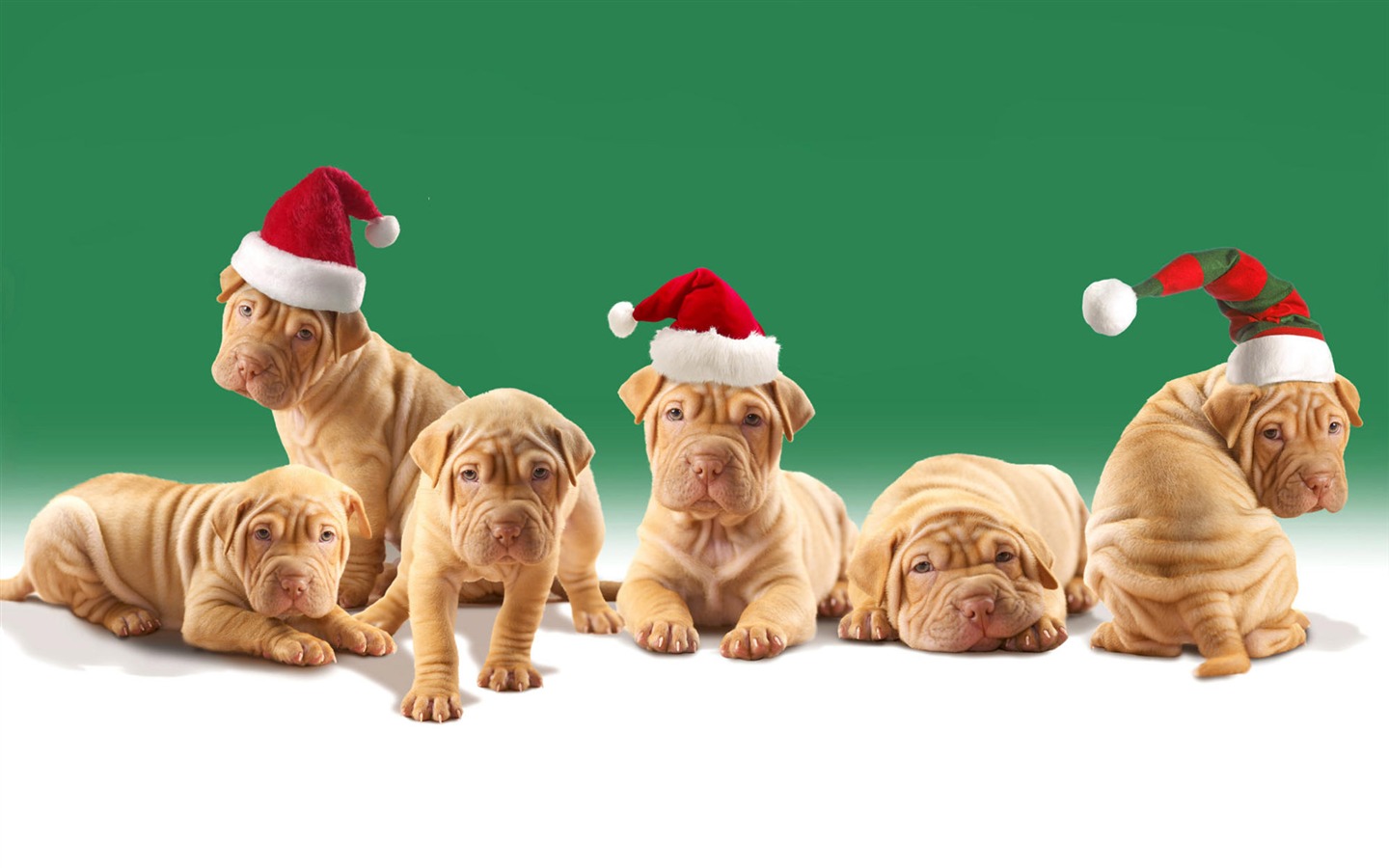 Puppy Photo HD wallpapers (8) #2 - 1440x900