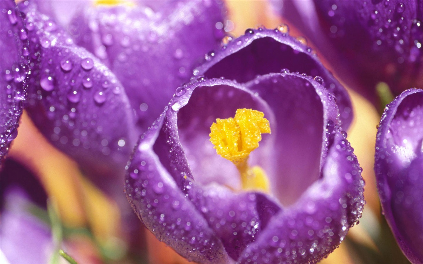 Widescreen wallpaper flowers close-up (1) #4 - 1440x900