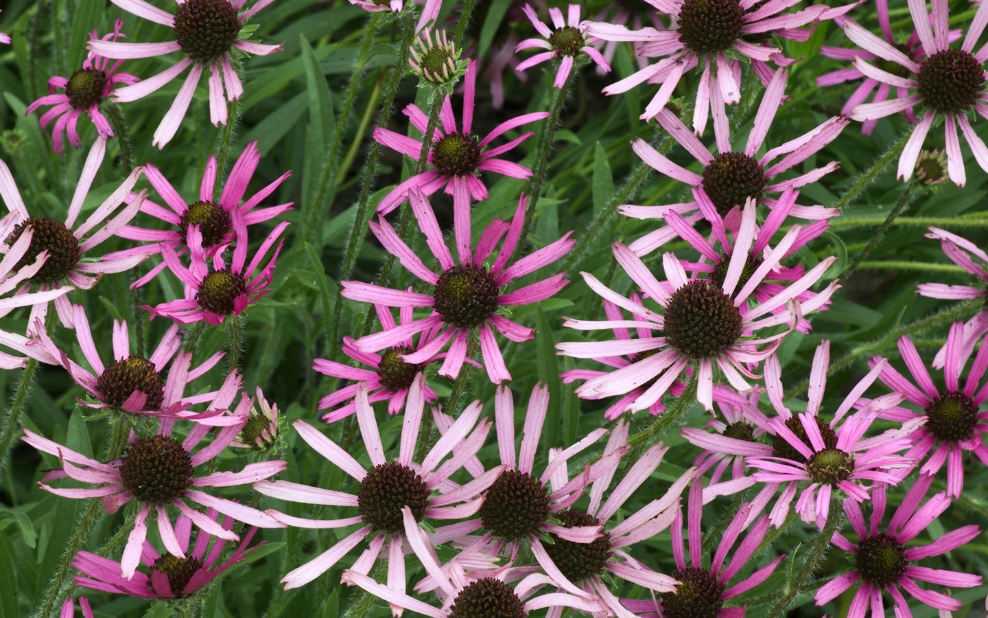 와이드 스크린 벽지 꽃을 가까이 - (1) #10 - 1440x900
