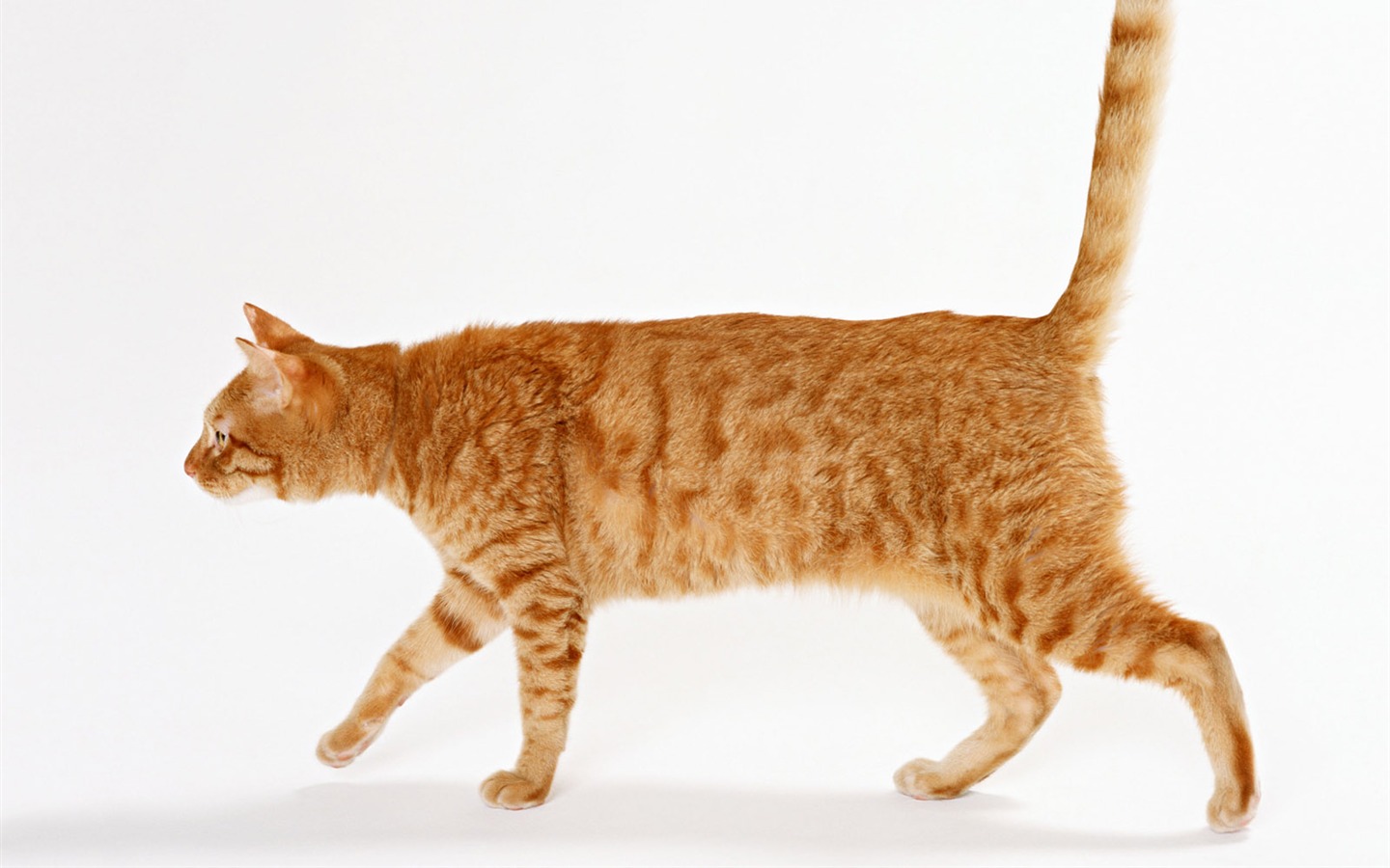 1600 Cat Foto Tapety (8) #20 - 1440x900