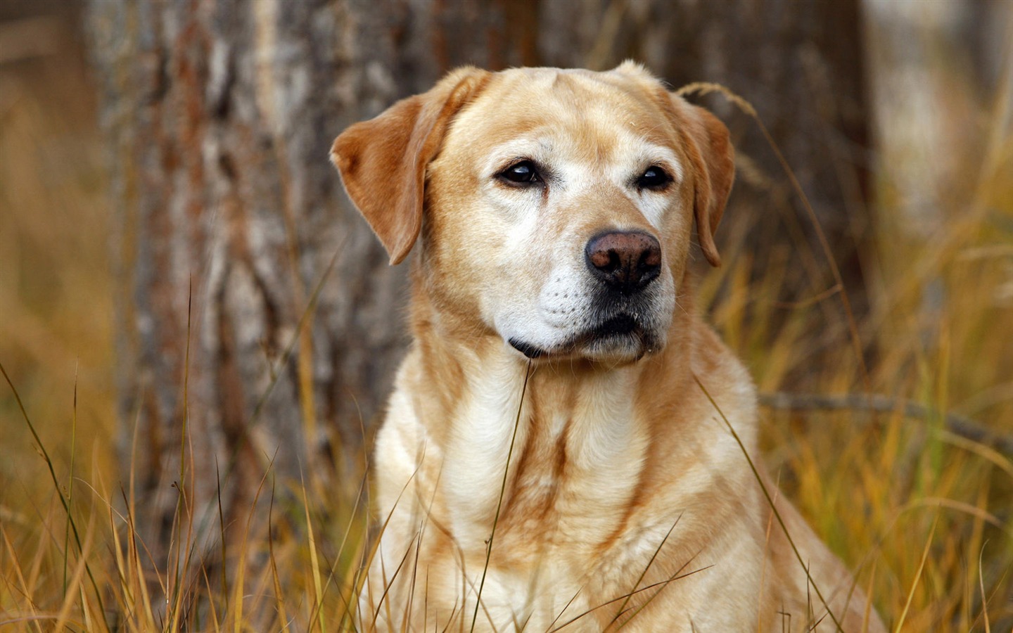 Cachorro de fotos HD fondos de escritorio (10) #1 - 1440x900