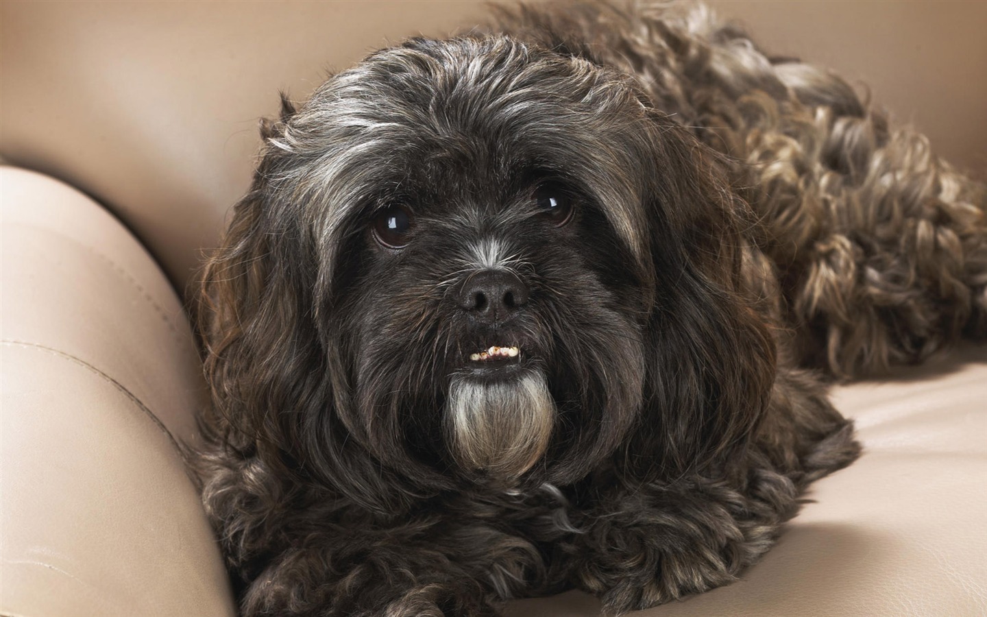 Puppy Photo fonds d'écran HD (10) #4 - 1440x900