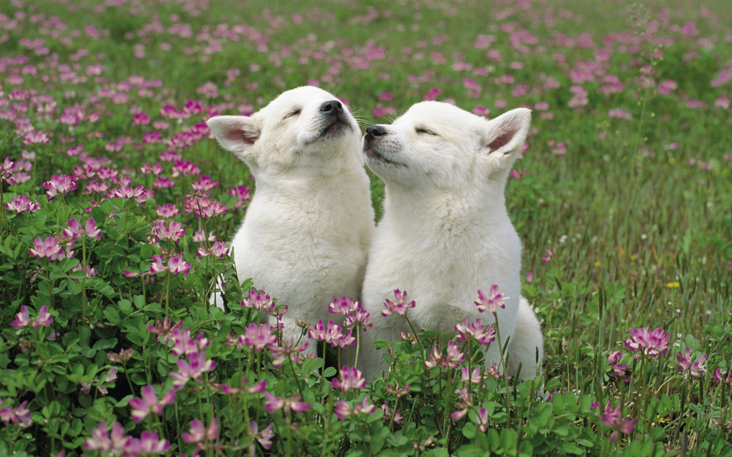 Puppy Foto HD Tapety na plochu (10) #18 - 1440x900
