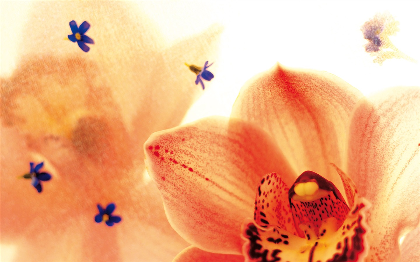 fondos de escritorio de flores con pantalla ancha de cerca (3) #5 - 1440x900