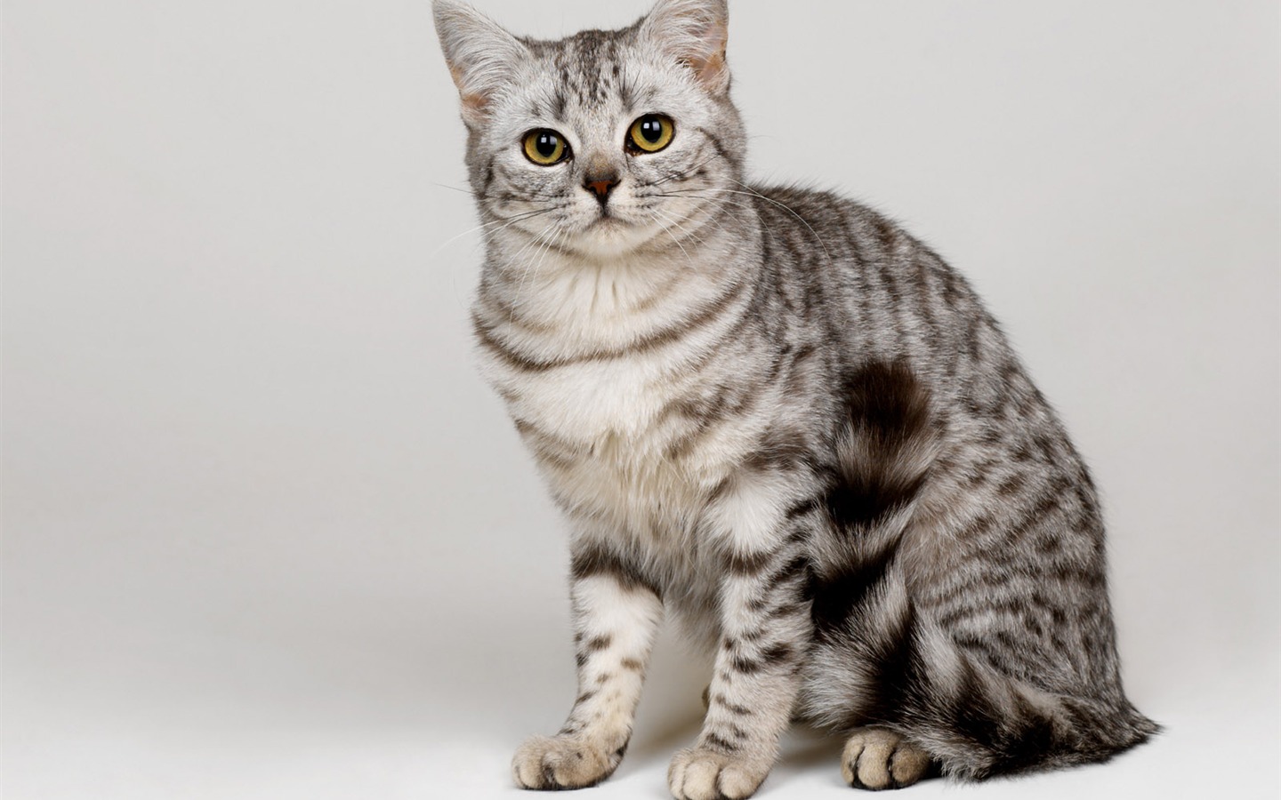 1600 Cat Foto Tapety (10) #14 - 1440x900