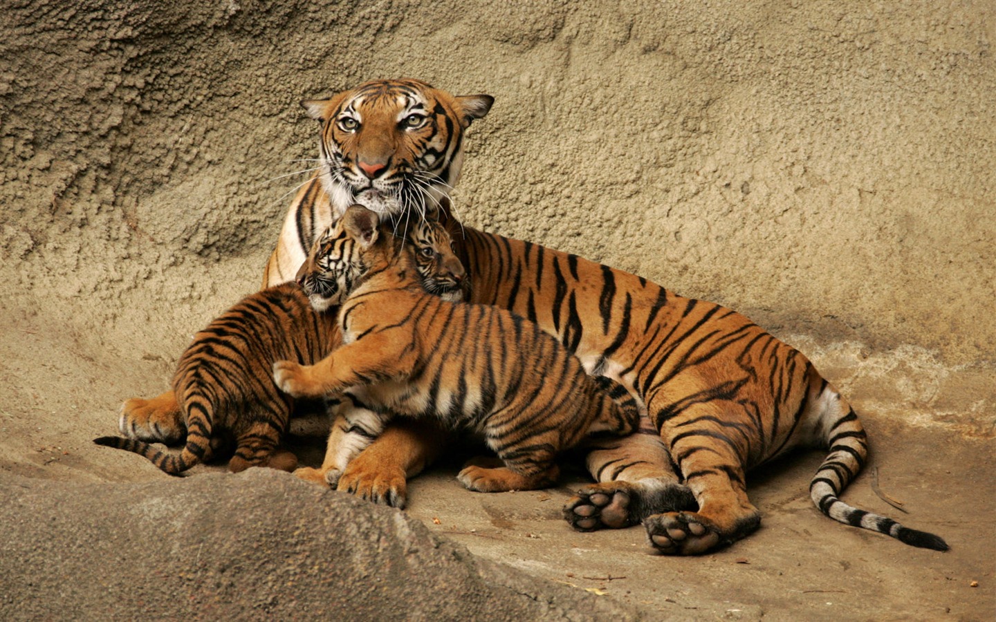 Animal Widescreen Wallpapers Collection (5) #12 - 1440x900