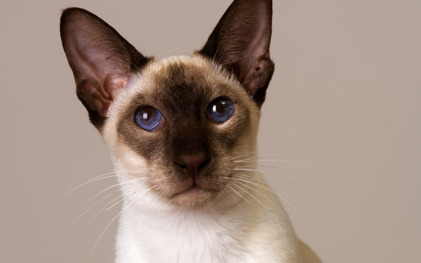 1600 Cat Foto Tapety (11) #12 - 1440x900