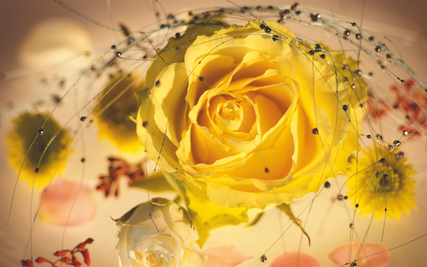 와이드 스크린 벽지 꽃 가까이에서 (4) 최대 #5 - 1440x900
