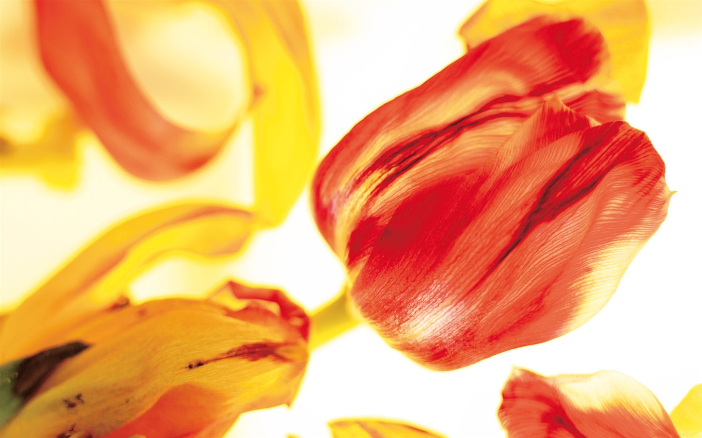 Widescreen wallpaper flowers close-up (4) #19 - 1440x900