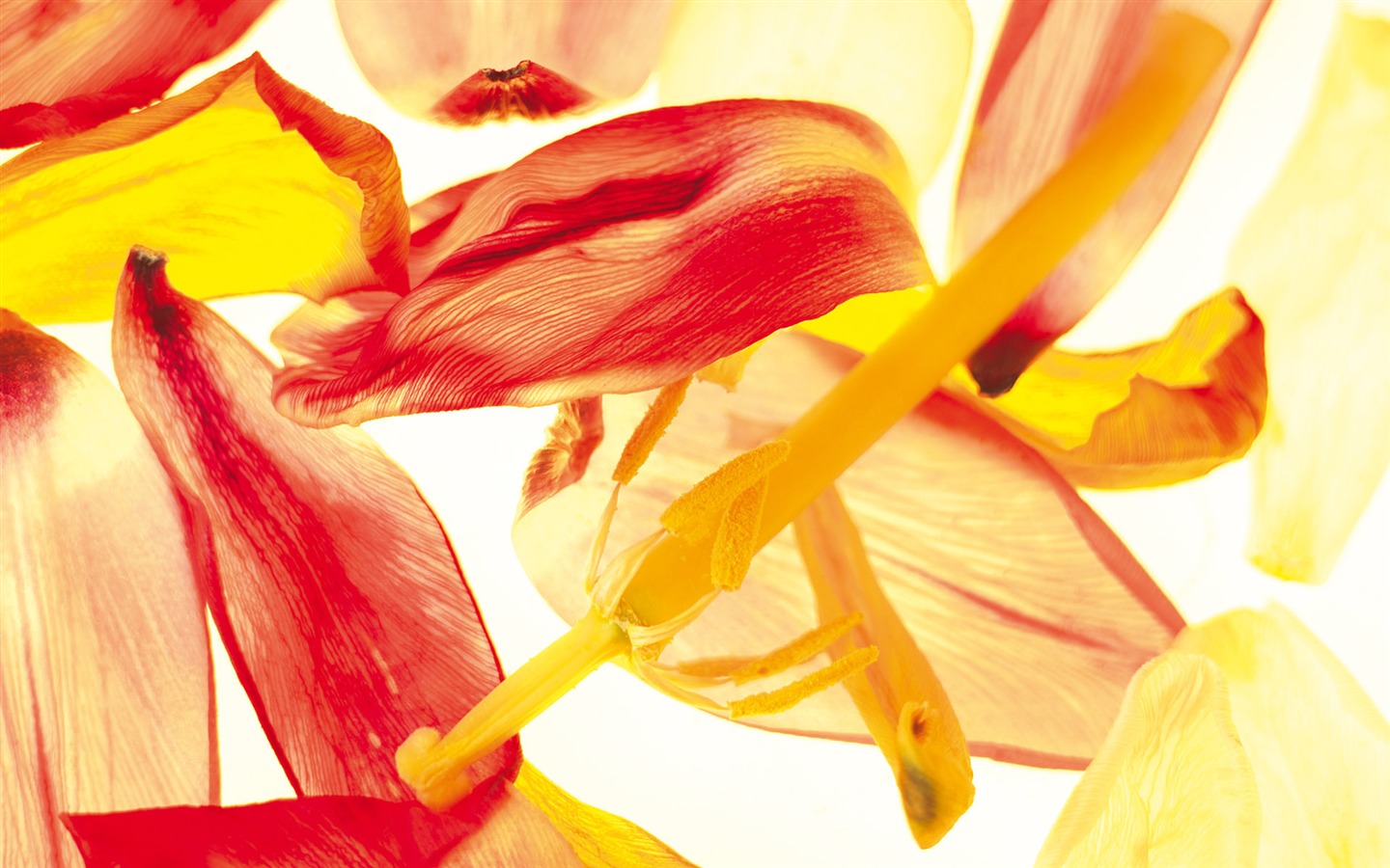 Widescreen wallpaper flowers close-up (5) #1 - 1440x900