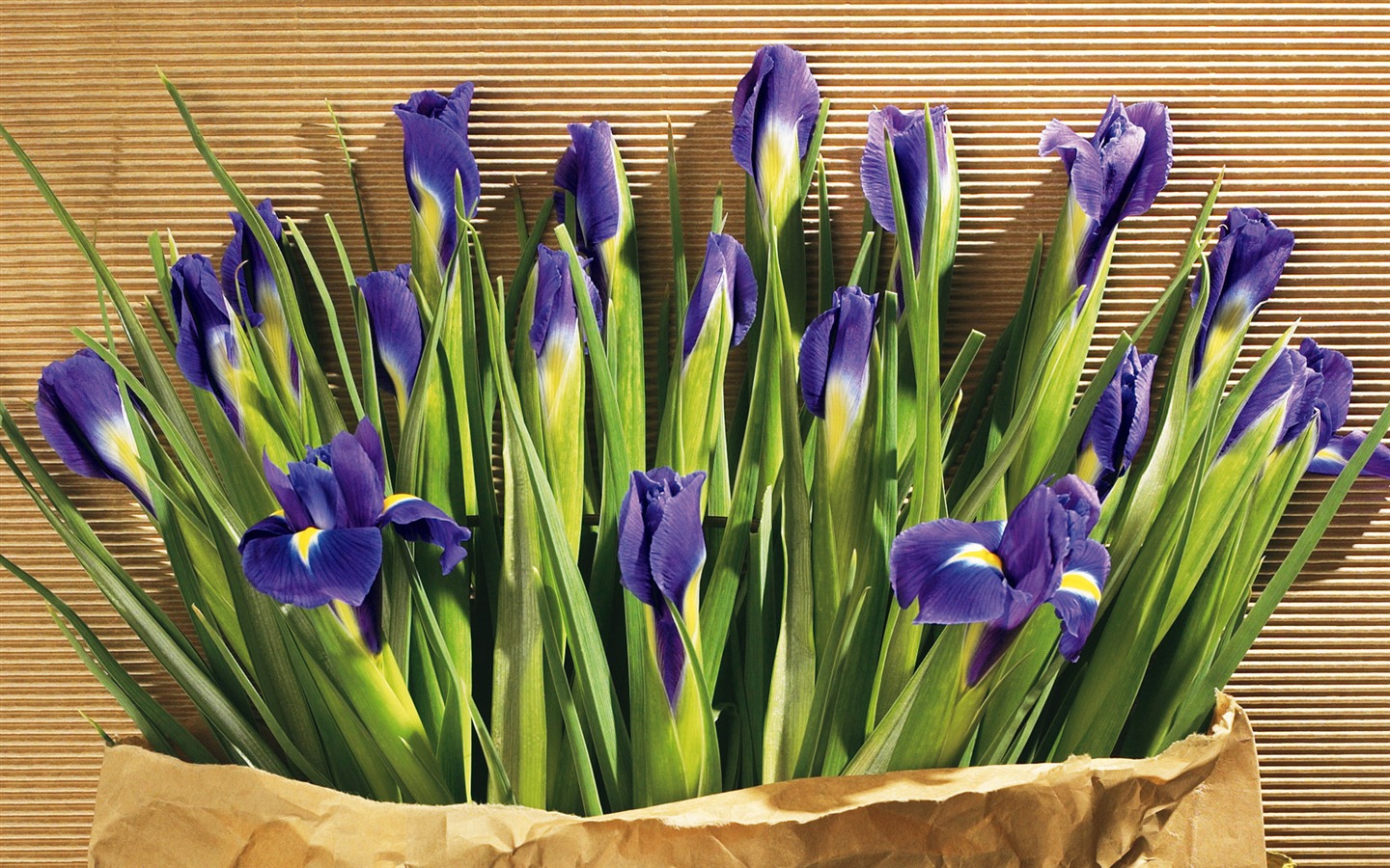 fondos de escritorio de flores con pantalla ancha de cerca (5) #3 - 1440x900