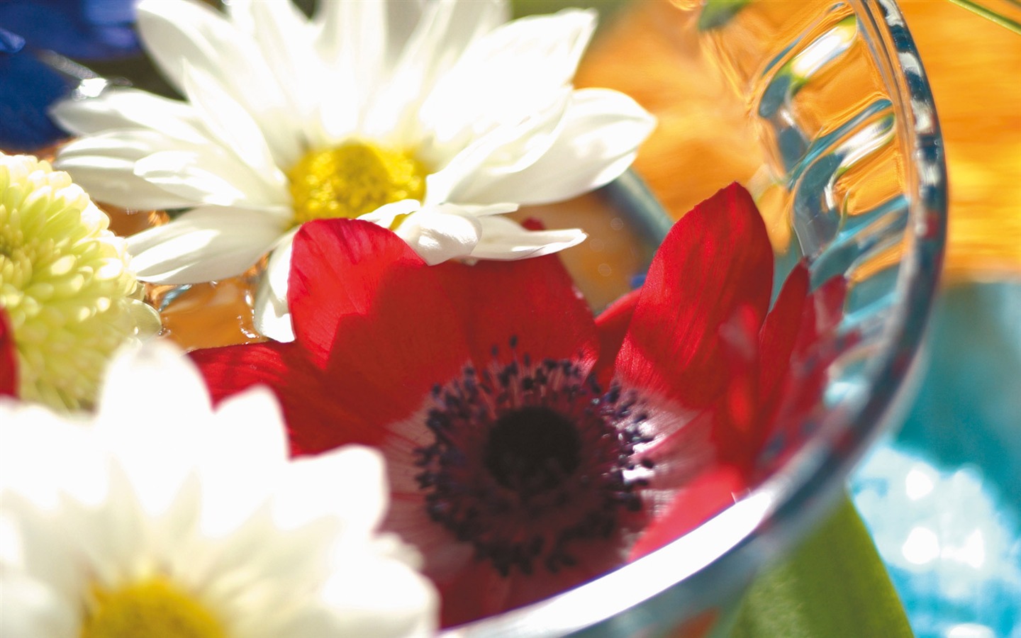 fleurs fond d'écran Widescreen close-up (5) #10 - 1440x900